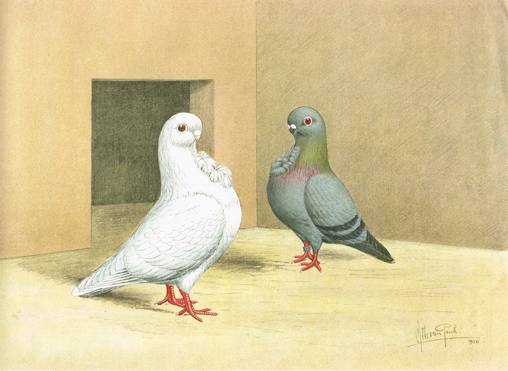 Afrikaansche (Tunesische) meeuwtjes (Van Gink, 1920)